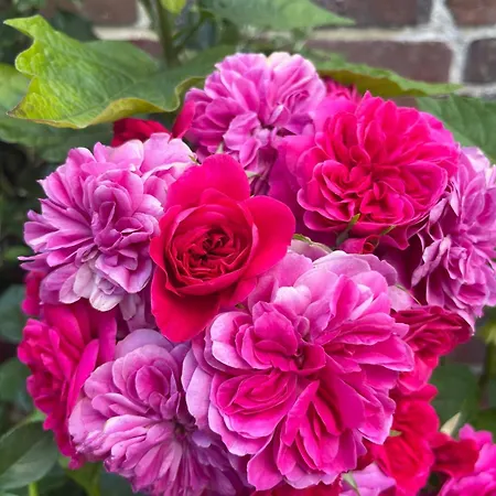 Des Roses Дом отдыха *